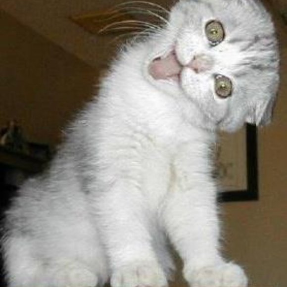 Meet your Posher, Lance   And I will do trades. - Picture 2 of 15